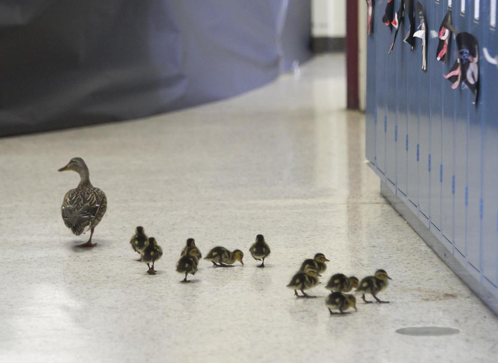 La pata, bautizada como "Vanessa", camina por los pasillos de la escuela primaria de Michigan junto con sus polluelos. (Foto Prensa Libre: AP).