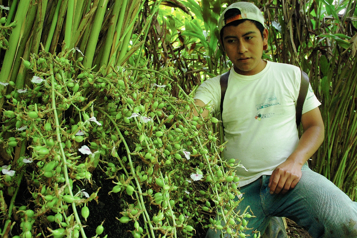 La planta de cardamomo crece hasta cuatro metros de altura, usualmente bajo la sombra de árboles de pimienta o canela. (Foto Prensa Libre: Eduardo Sam Chun)