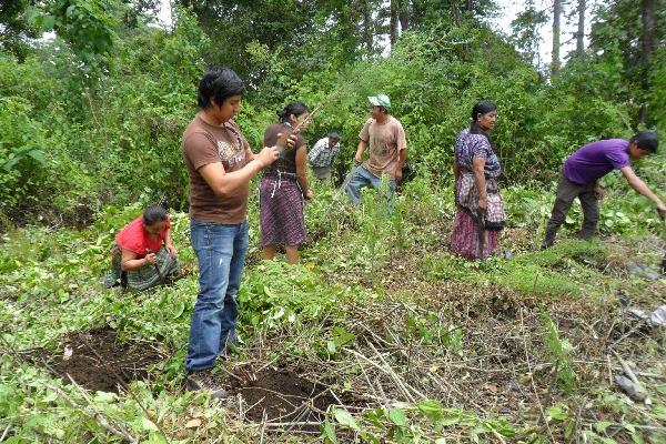 Familias de la cabecera de Chimaltenango   plantan árboles en  bosque comunal.
