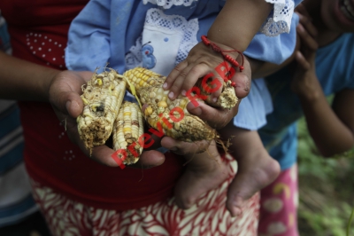 Pobladores de Chiquimula perdieron  sus cosechas  debido a la  falta de lluvia y el intenso  calor que provocó el fenómeno del Niño en octubre del año pasado. (Foto Prensa libre: Edwin Bercián)