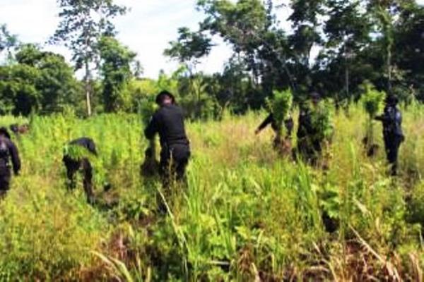 Autoridades de seguridad erradican plantaciones de marihuana en poblaciones de Petén. (Foto Prensa Libre: Rigoberto Escobar)