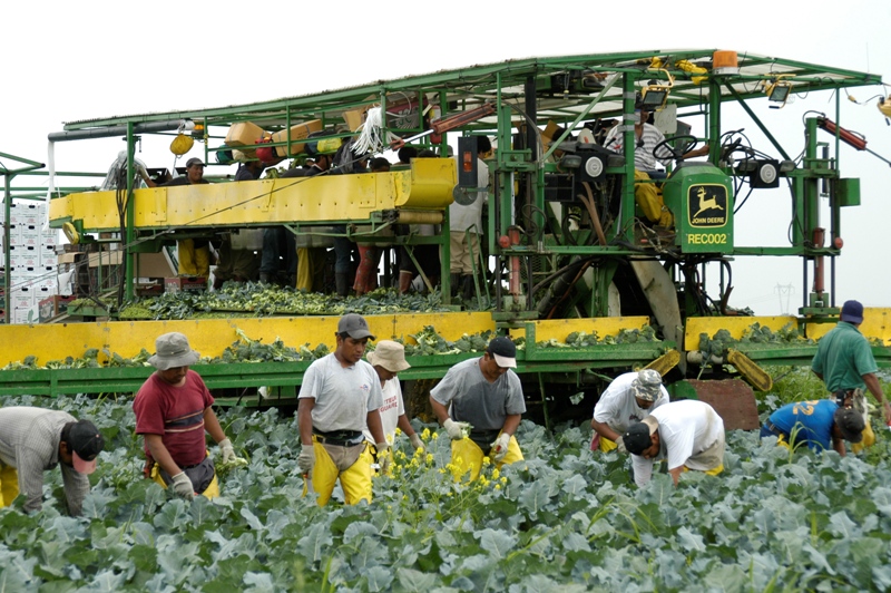 Agricultores guatemaltecos trabajan en una finca de Quebec, donde se cultiva coliflor. Son parte del Programa de Trabajadores Extranjeros Temporales de Canadá.(Foto Prensa Libre)