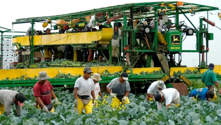 Agricultores guatemaltecos trabajan en una finca de Quebec, donde se cultiva coliflor. Son parte del Programa de Trabajadores Extranjeros Temporales de Canadá.(Foto Prensa Libre)