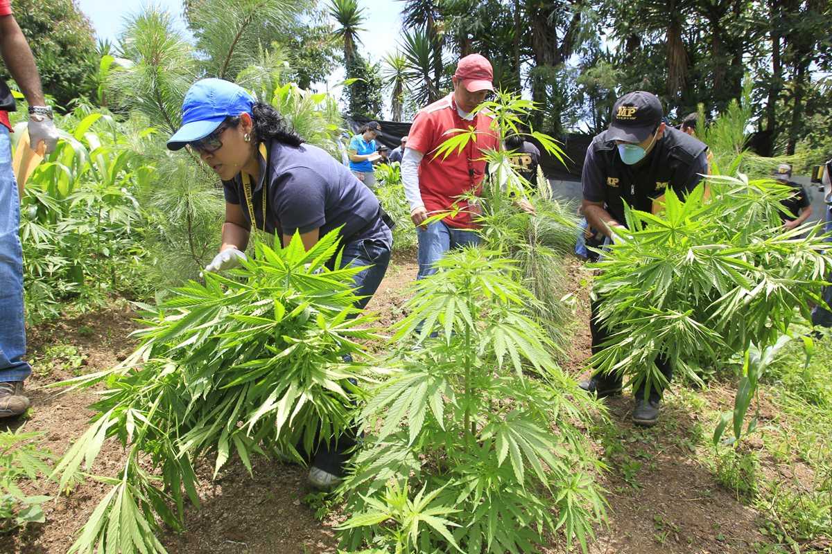Policías destruyen una plantación de marihuana en el preventivo de la zona 18. Una iniciativa busca su legalización. (Foto Prensa Libre: Hemeroteca PL)