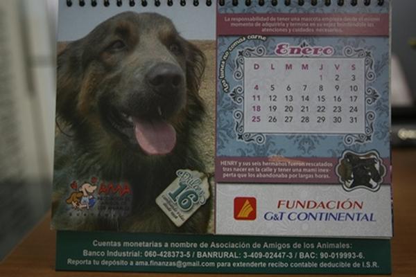 AMA lanzó un calendario para ayudar a perros abandonados.
