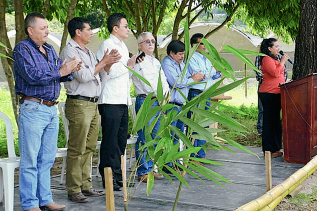 La siembra de bambú generará materia prima para la construcción de viviendas, muebles o artesanías. (Foto Prensa Libre: Cortesía Maga)
