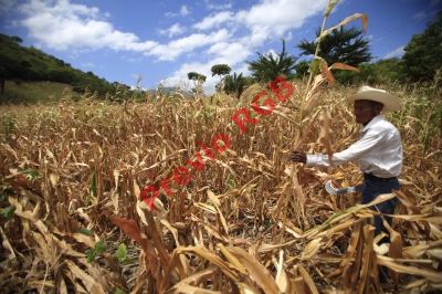 En el 2014 al menos el 50% de las cosechas en el corredor seco se perdieron debido a la sequía. (Foto Prensa Libre: Edwin Bercián)