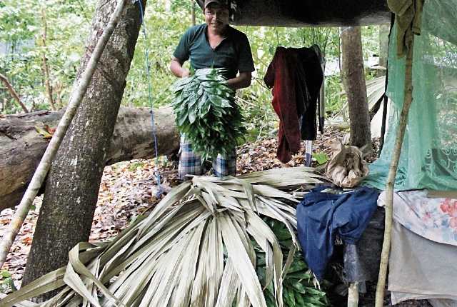 Petén es el mayor productor de hoja de xate, que se exporta a Europa y Estados Unidos. (Foto Prensa Libre: Rigoberto Escobar)
