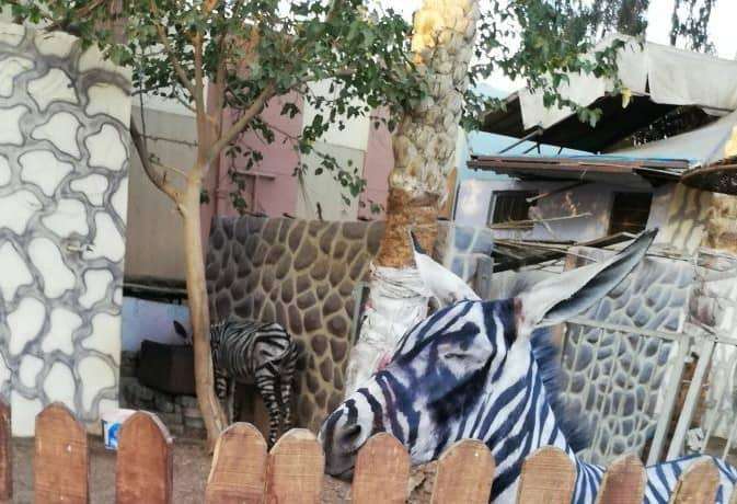 Autoridades del zoológico, ubicado en El Cairo, Egipto, dieron detalles de cómo ocurrió el malentendido.  (Foto Prensa Libre: Facebook Mahmoud A. Sarhan)