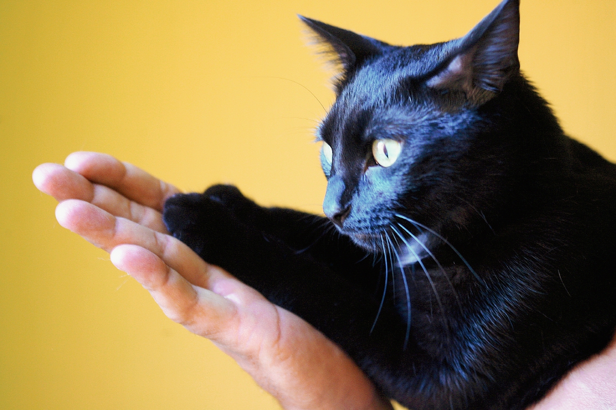 Hoy es el Día Internacional del Animal sin Hogar – Prensa Libre