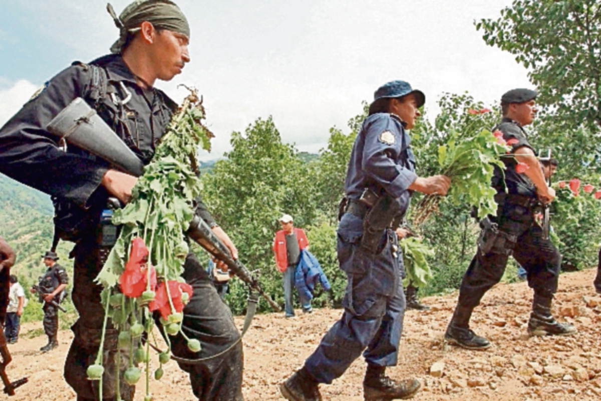 Agentes de  la SGAIA efectúan operativos en San Marcos para erradicar plantaciones de amapola. (Foto Prensa Libre: Hemeroteca PL)