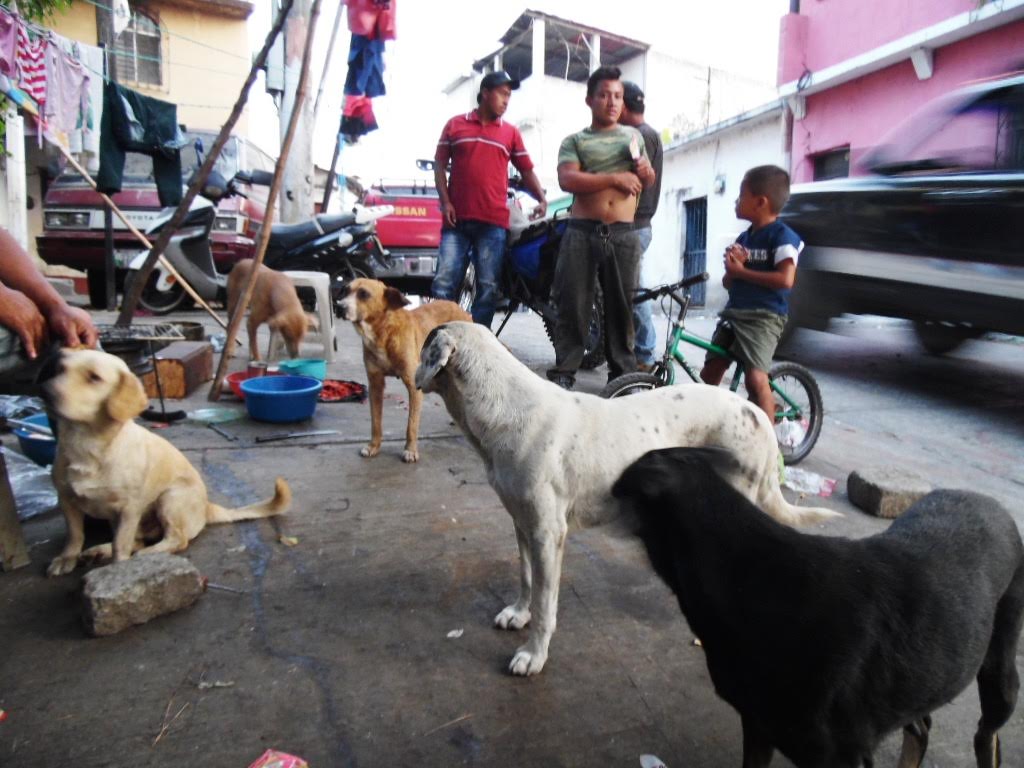 En Barberena, Santa Rosa, un grupo de perros callejeros deambulan en busca de alimentos. (Foto Prensa Libre: Oswaldo Cardona)