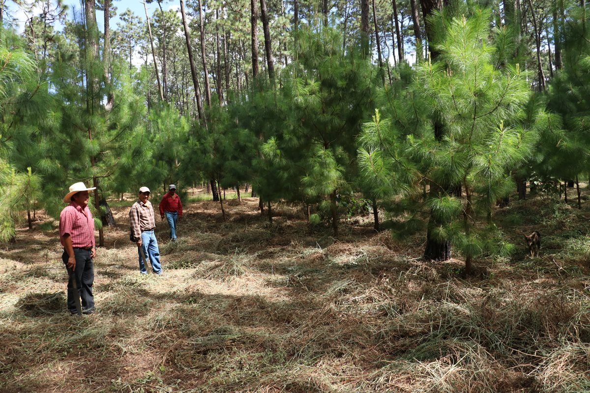Unos ocho mil árboles que fueron donados han sido plantados en distintas áreas del bosque comunal de El Tejar, afectado por gorgojo. (Foto Prensa Libre: Cortesía)