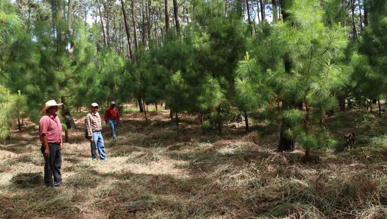 Unos ocho mil árboles que fueron donados han sido plantados en distintas áreas del bosque comunal de El Tejar, afectado por gorgojo. (Foto Prensa Libre: Cortesía)