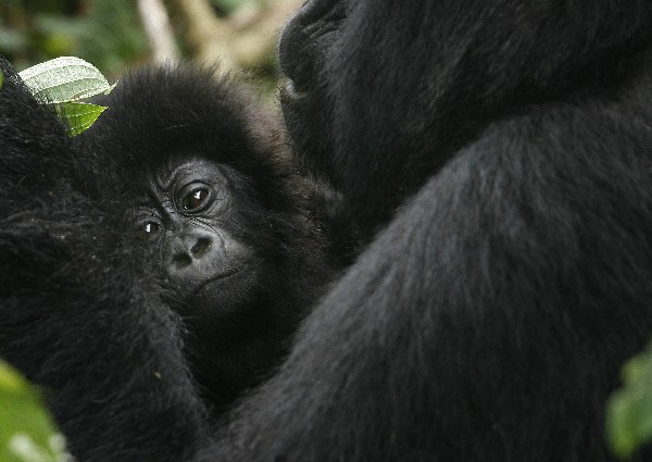 Una gorila y su cria en el parque Virunga de la República Democrática del Congo.