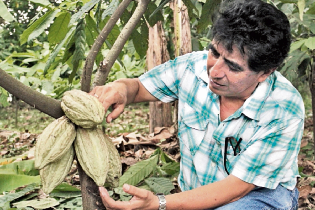 La planta de cacao llega a su madurez productiva entre tres y cinco años.