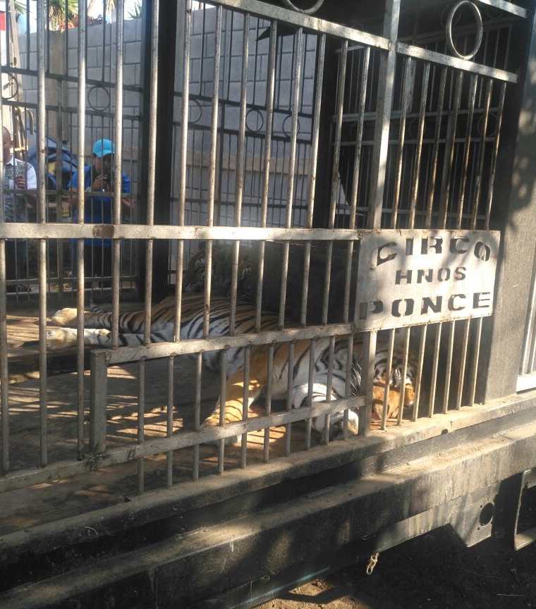 Debido a la prohibición de espectáculos con animales, propietarios del circo los dejaron temporalmente en un terreno. (Foto Prensa Libre: Cortesía Conap)