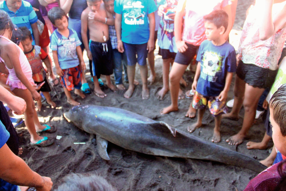 Pobladores de Champerico, Retalhuleu, observa el cadáver de un delfín que apareció cerca de la playa el sábado por la tarde. (Foto Prensa Libre: Rolando Miranda)