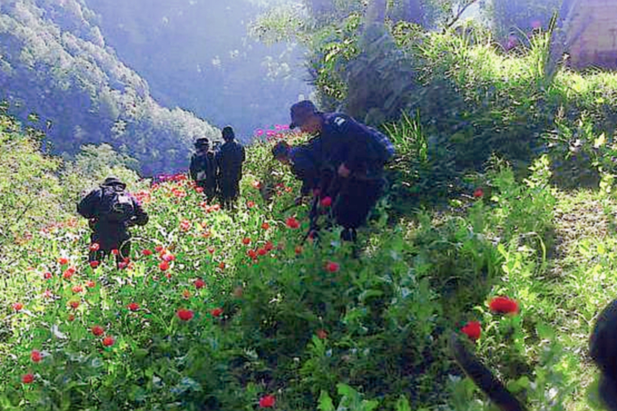 Agentes de  la PNC erradican plantaciones de amapola en San Marcos. (Foto Prensa Libre: MP)