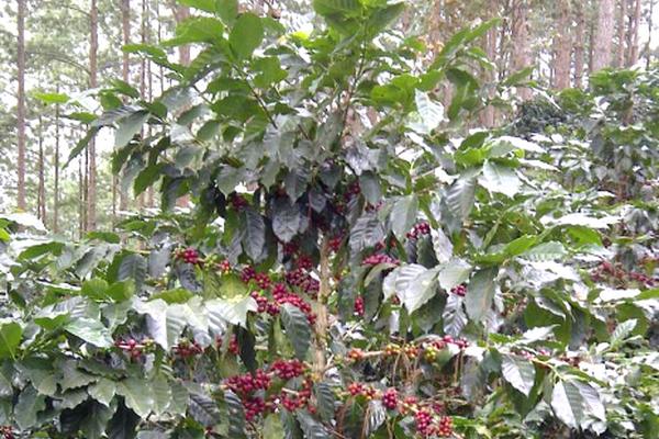 La fotografía muestra la respuesta a la roya en enero del 2013. (Foto Prensa Libre: cortesía Anacafé)