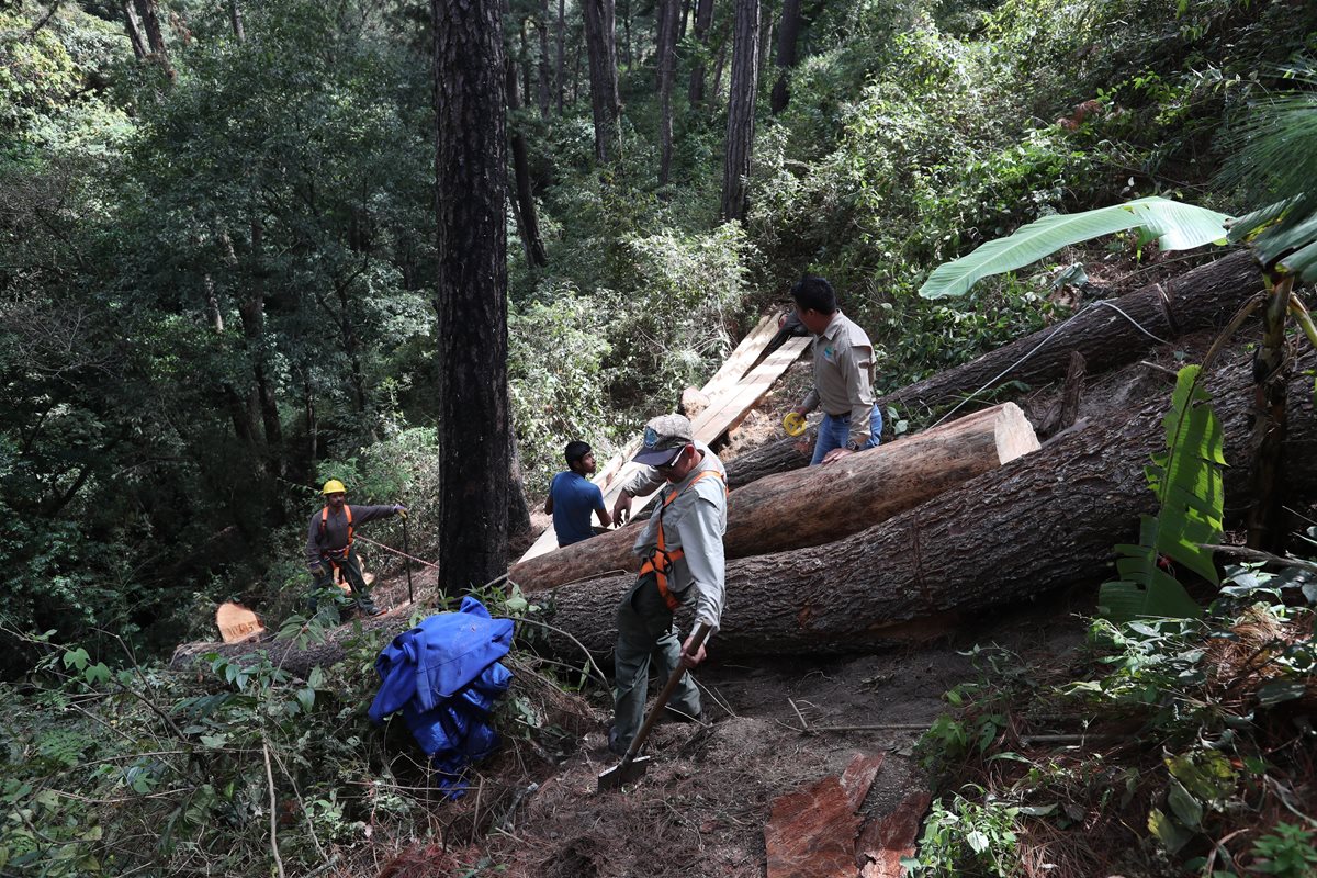 Trabajadores, autorizados por el INAB, hacen el saneamiento forestal de la zona. Fundaeco pagó unos Q3 mil 500 por el corte de los árboles, sin tomar en cuenta los jornales de los empleados del parque. (Foto Prensa Libre: Óscar Felipe Quisque)