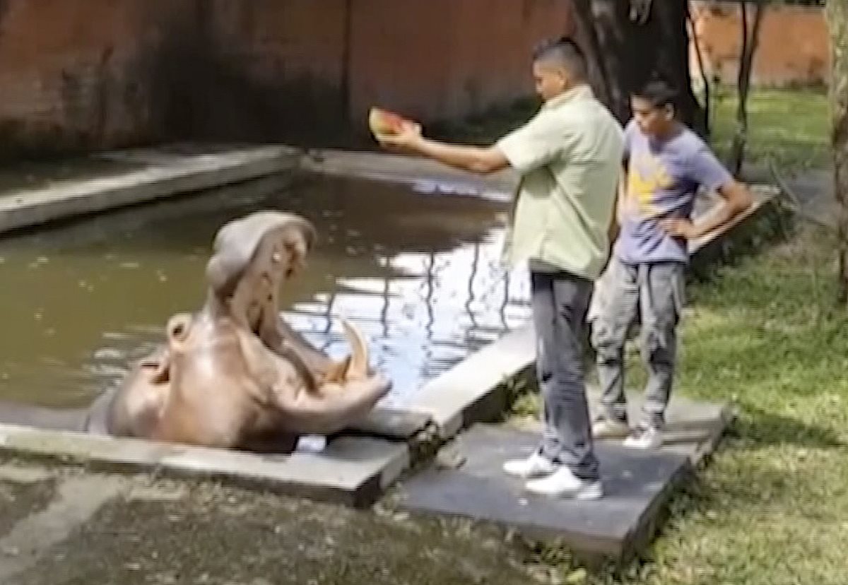 Captura de un video del Canal 9 de El Salvador en donde se ve a "Gustavito" mientras es alimentado en el zoológico. (Foto Prensa Libre: AP)