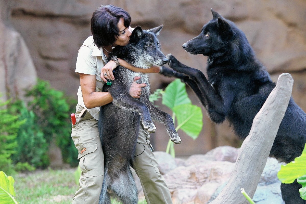 Lobos grises Hansel y Gretel fueron presentados como los nuevos inquilinos del Zoológico La Aurora. (Foto Prensa Libre: Esbin García).