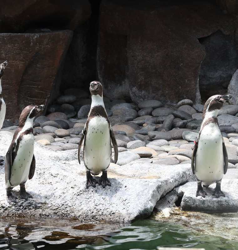 Los pingüinos cumplieron cinco años de estar en el Zoológico La Aurora. (Foto Prensa Libre: Óscar Felipe)