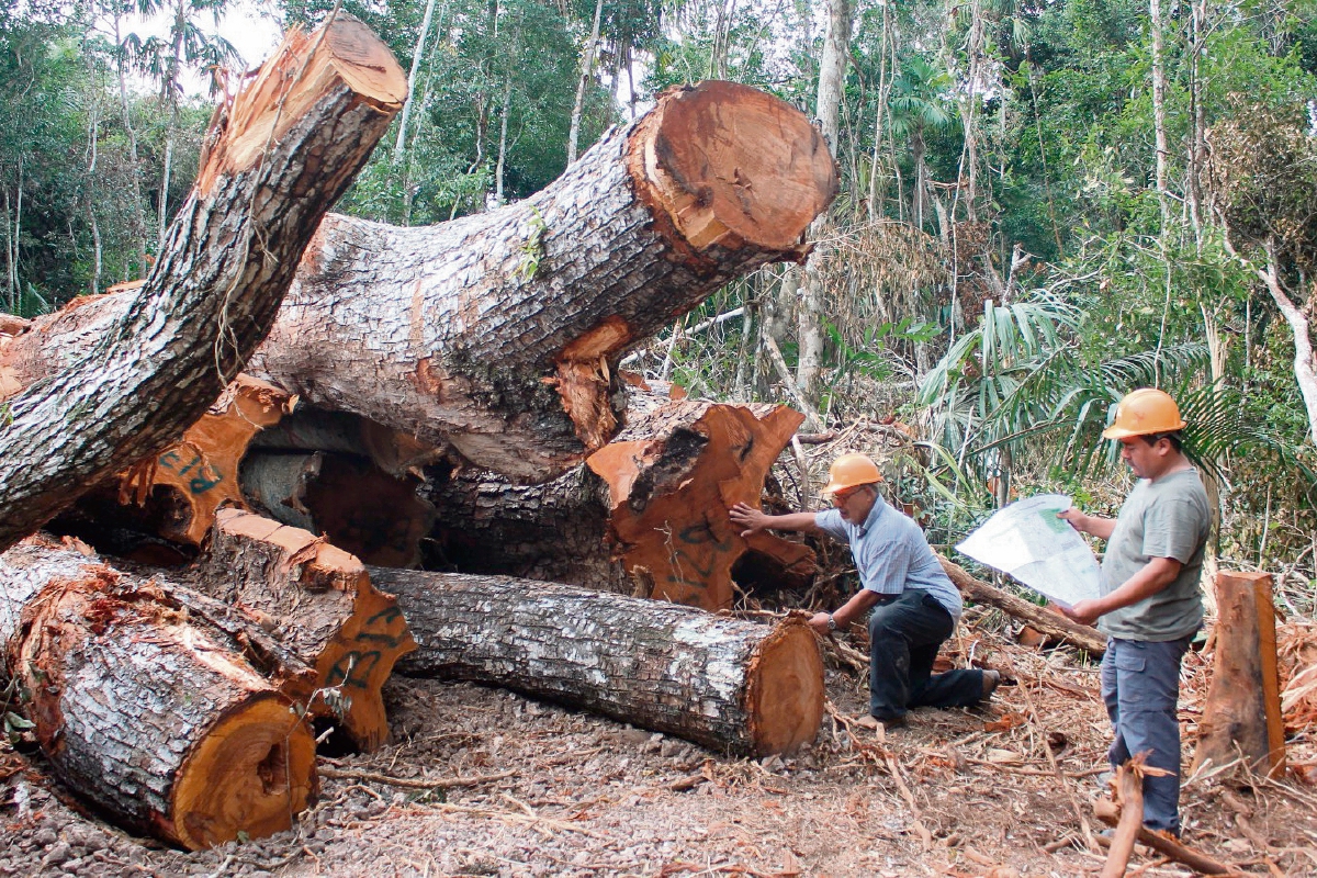 Las concesiones  comunitarias  son integrales y permiten que se  aprovechen  recursos maderables y no maderables.