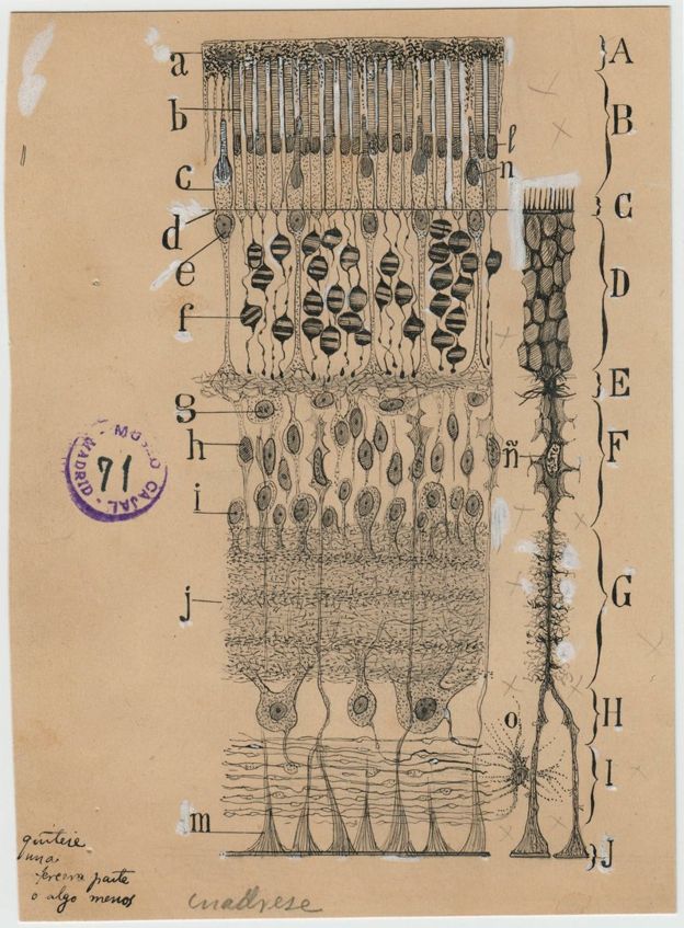 En este dibujo Cajal resumió todos los tipos importantes de células y capas estructurales de la retina. CSIC / INSTITUTO CAJAL