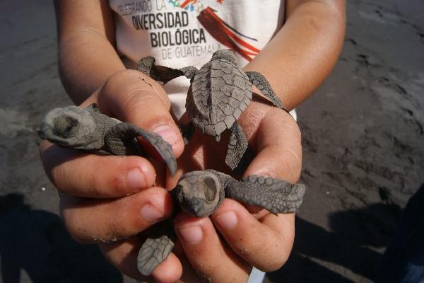 Guardarrecursos del Conap muestra tres ejemplares  que soltaron en el mar.