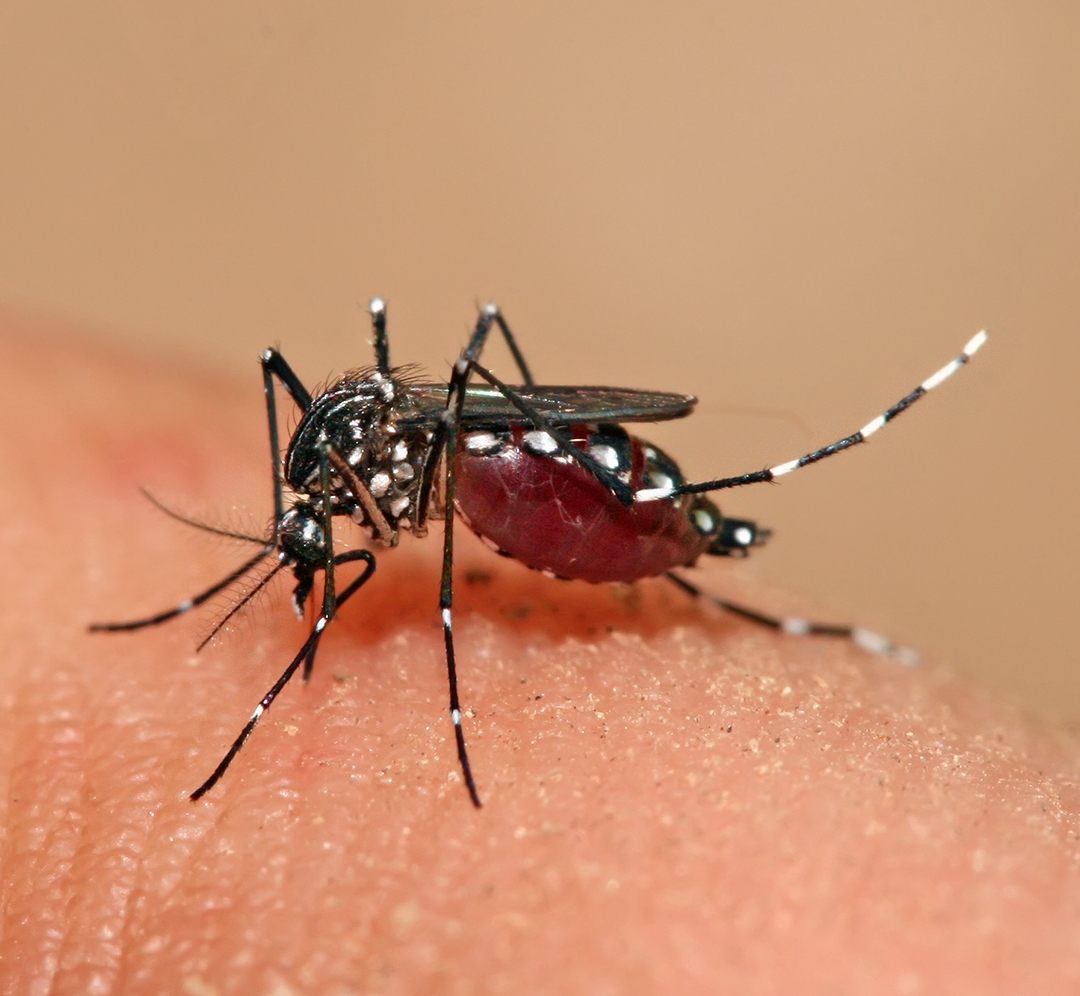 La fiebre amarilla es transmitido por los mosquitos Aedes aegipty y Aedes albopictus.