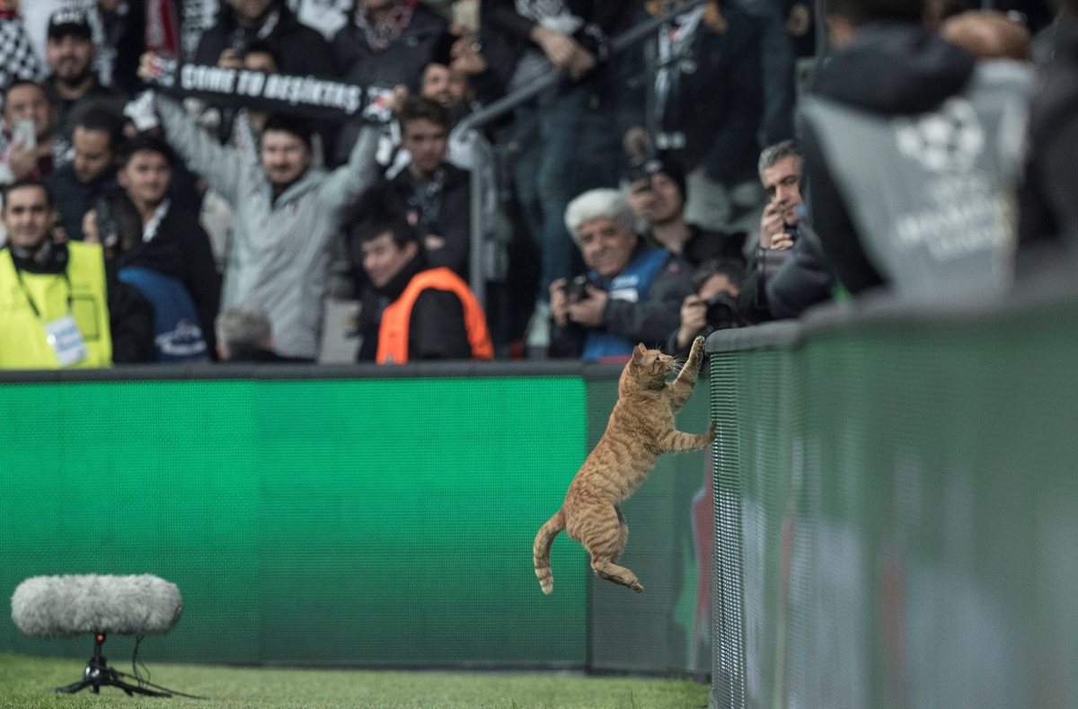 Un gato salta a una valla publicitaria del estadio durante el partido de vuelta de octavos de final entre el Besiktas Estambul y el Bayern de Munich. (Foto Prensa Libre: EFE)