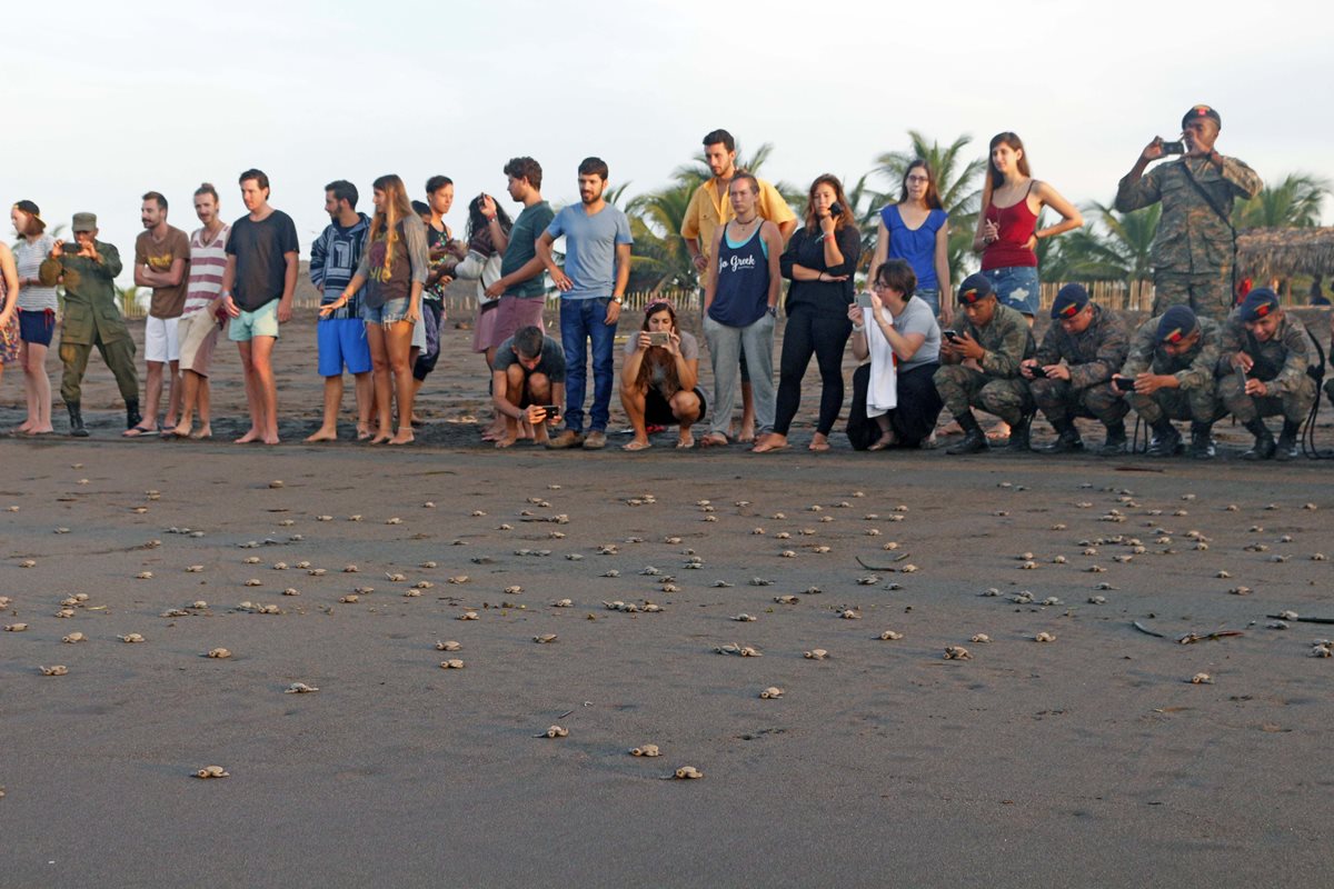 El próximo domingo, turistas podrán liberar tortugas marinas en las playas de Las Lisas, Chiquimulilla, Santa Rosa. (Foto Prensa Libre: Cortesía Marvin Grijalva)