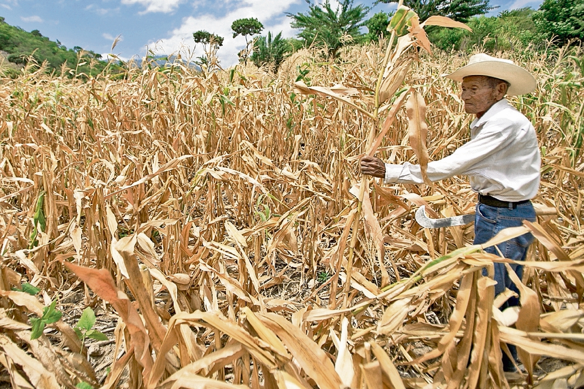 La sequía ha afectado varios departamentos del país. (Foto Prensa Libre: Hemeroteca PL)