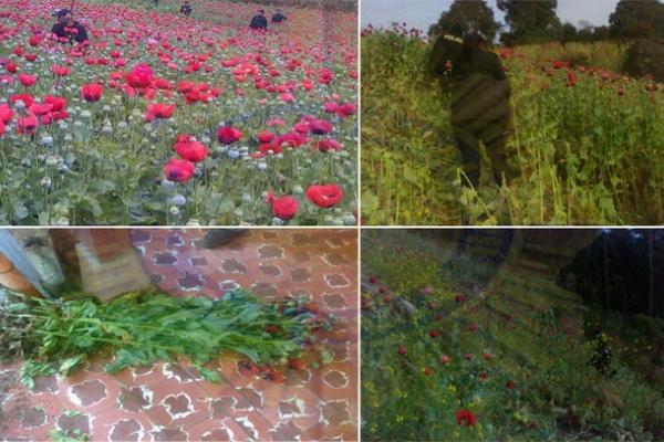 En menos de 20 días la PNC ha destruído dos sembradíos en la aldea Ixcamal. (Foto Prensa Libre: PNC)<br _mce_bogus="1"/>