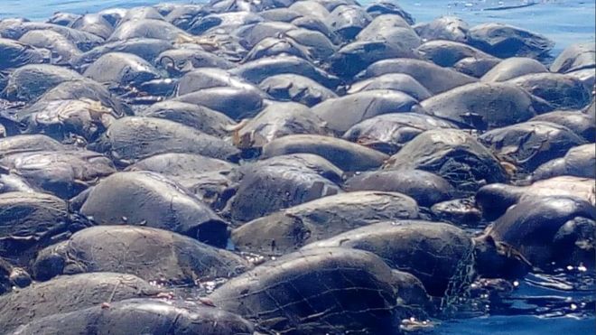 Tortugas en Oaxaca: la trágica muerte de 300 ejemplares en vía de extinción por culpa de una red ilegal en la costa de México