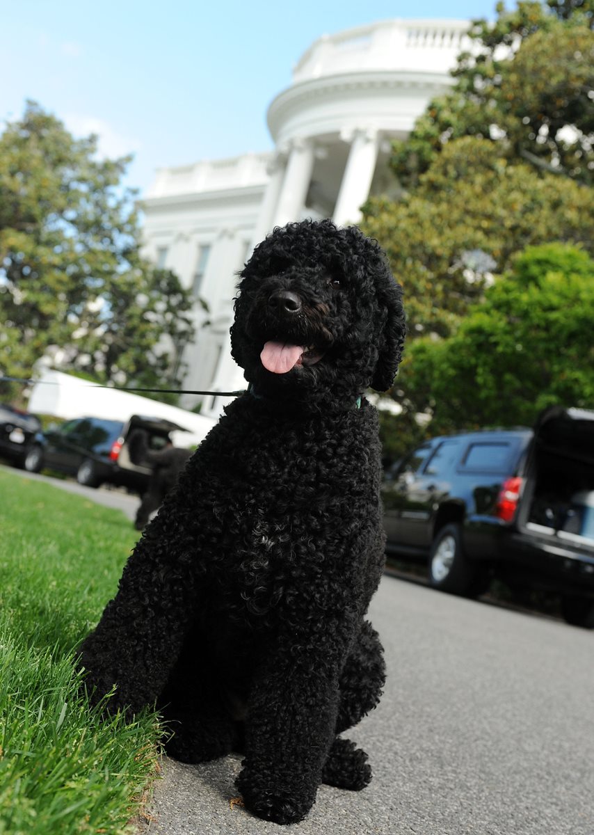 Sunny, la perra de los Obama en una imagen de archivo de la Casa Blanca de EE. UU. (Foto Prensa Libre: AFP).