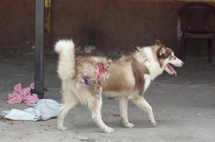 El reglamento define las infracciones para las personas que maltraten a los animales. (Foto Prensa Libre: Hemeroteca PL)