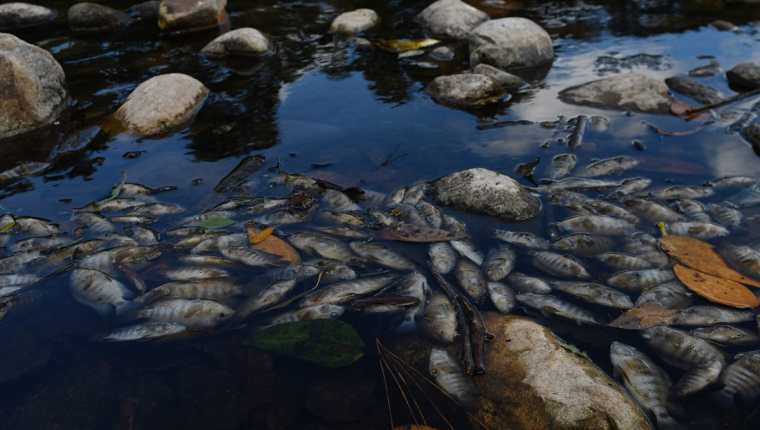 Peces muertos flotan en las aguas contaminadas del río Lempa en el pueblo de Piñuelas. (Foto Prensa Libre: AFP)
