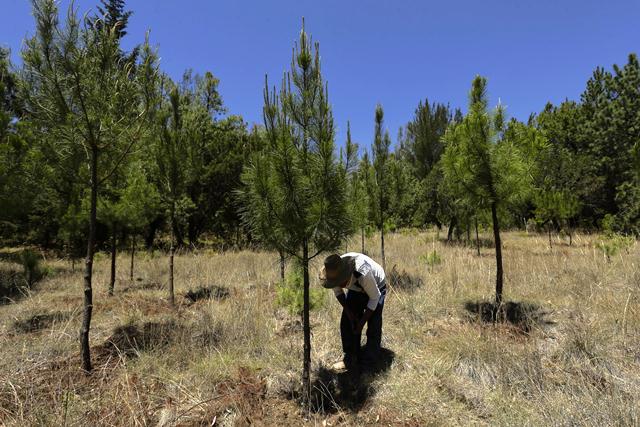 Un hombre siembra árboles en una región de México. (Foto Prensa Libre: EFE)