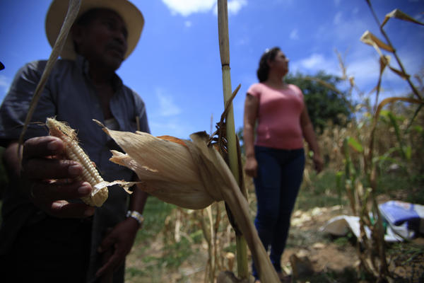 Victoriano Franco perdió la mayor parte de sus cultivos en Zacapa como consecuencia de la sequía generada por la canícula prolongada.