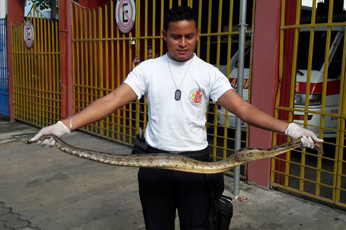 Un bombero enseña la serpiente que fue localizada en el establecimiento educativo. (Foto Prensa Libre: Whitmer Barrera)