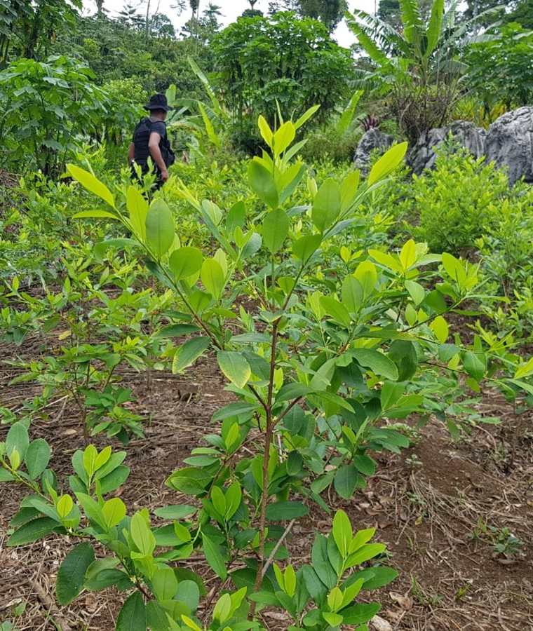 Alrededor de 75 mil arbustos de hoja de coca fueron localizados por agentes de la PNC en Cobán, Alta Verapaz. (Foto Prensa Libre: PNC)