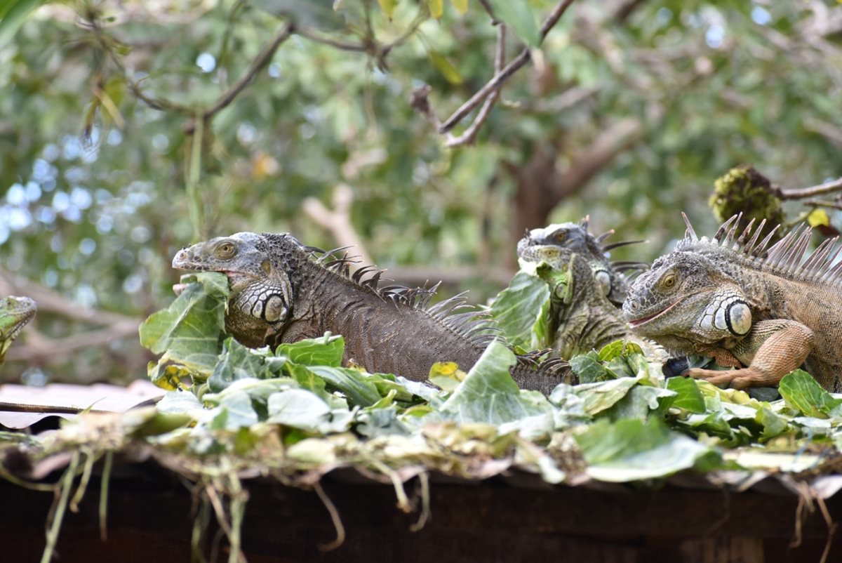 Algunas de las iguanas que viven en la vivienda de Gustavo Fajardo, en Zacapa. (Foto Prensa Libre: Mario Morales).
