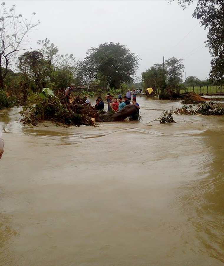 Vecinos de Champas Corrientes y Cacao Frontera, Puerto Barrios, Izabal, retiran árboles arrastrados por inundaciones. (Foto Prensa Libre: Dony Stewart)