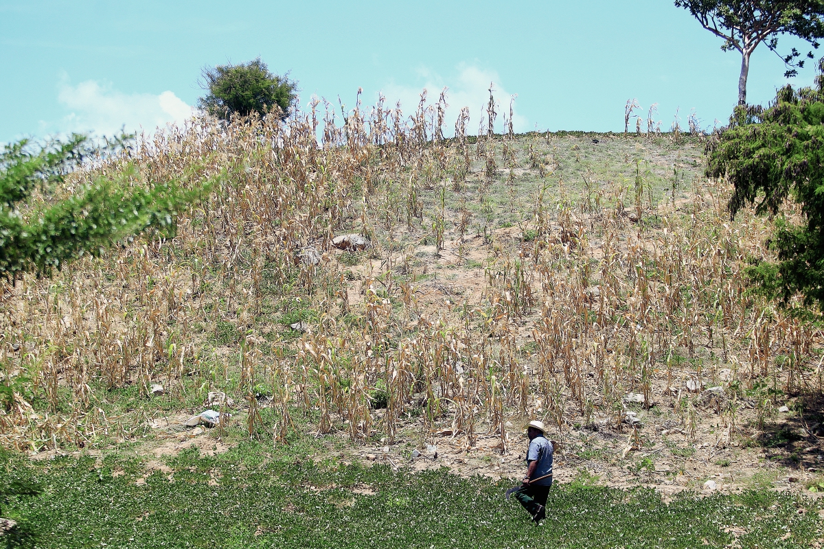 Pese al peligro los campesinos podrán seguir utilizando el herbicida tóxico. (Foto Prensa Libre: HemerotecaPL)