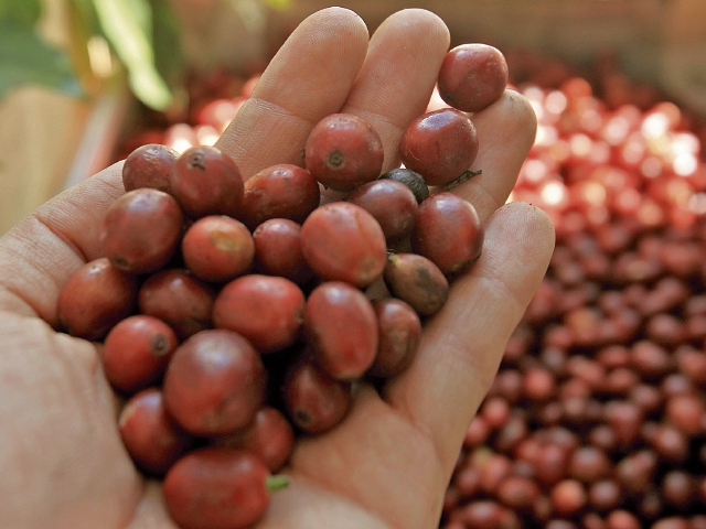 Guatemala no se logra recuperar en la producción de café a los niveles de antes del 2012. Factores como la roya, la necesidad de renovar las plantaciones o la falta de apoyo financiero han afectado al sector. (Foto: Prensa Libre: Carlos Hernández)