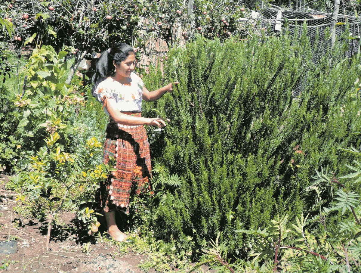 El cultivo de plantas medicinales es común en la provincia. (Foto Hemeroteca PL)