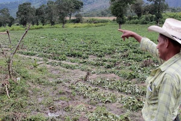 Campesino muestra cultivos destruidos.<br _mce_bogus="1"/>